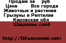 Продам за 50 руб. › Цена ­ 50 - Все города Животные и растения » Грызуны и Рептилии   . Кировская обл.,Шишканы слоб.